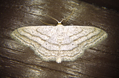 Scopula ancellata