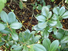 Rhaphiolepis umbellata