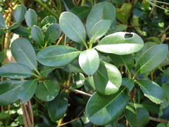 Rhaphiolepis umbellata