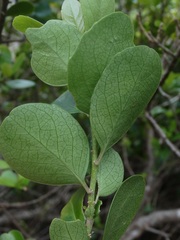 Melicytus venosus