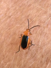 Disonycha discoidea