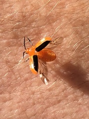 Disonycha discoidea