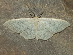 Idaea sardoniata