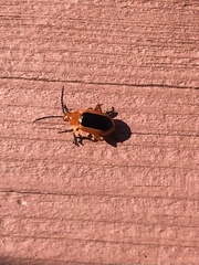 Disonycha discoidea