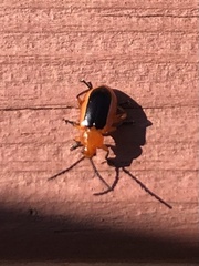 Disonycha discoidea