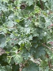 Rubus deliciosus