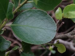 Melicytus venosus