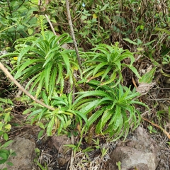 Lobelia cirsiifolia