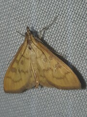 Mecyna