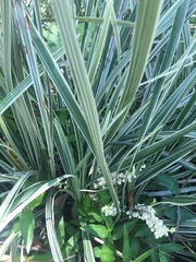 Ophiopogon jaburan