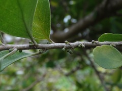 Melicytus venosus