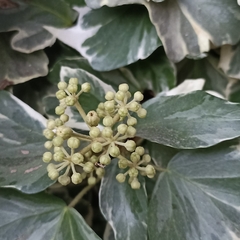 Hedera nepalensis