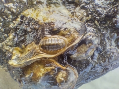 Lepidochitona cinerea