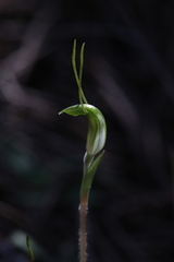 Pterostylis setulosa
