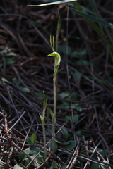 Pterostylis setulosa