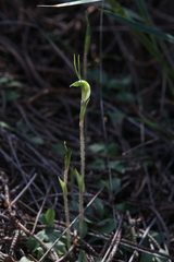Pterostylis setulosa