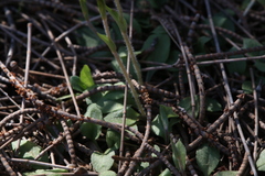 Pterostylis setulosa