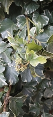 Hedera nepalensis