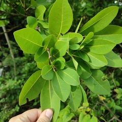 Tabebuia pallida