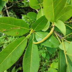 Tabebuia pallida
