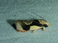 Stenoma adytodes