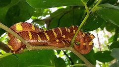 Boiga dendrophila