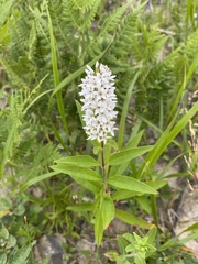 Lysimachia volkovae