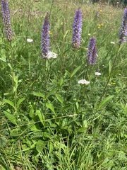Veronica orchidea