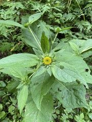 Carpesium macrocephalum