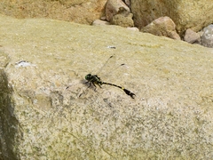Melligomphus sinicus