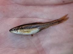 Notropis heterolepis