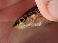 Notropis heterolepis
