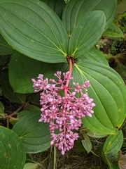 Medinilla cummingii