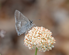 Satyrium tetra