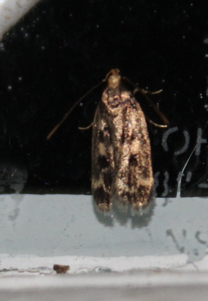 Square-spotted Martyringa Moth