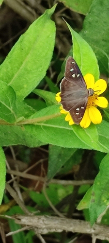 Polygonus leo