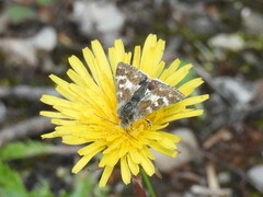 Schinia intermontana
