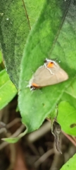 Electrostrymon angerona