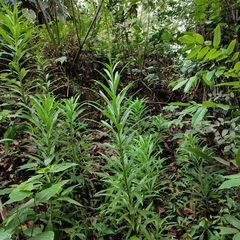 Lobelia cirsiifolia