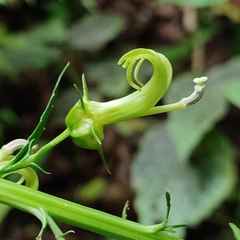 Lobelia cirsiifolia