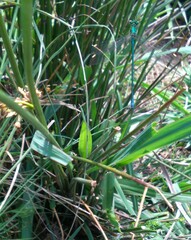 Chlorolestes apricans