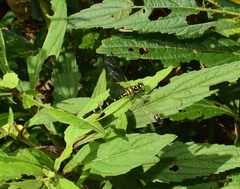 Stylogomphus tantulus