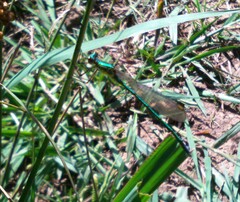 Chlorolestes apricans