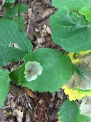 Cameraria hamameliella