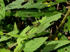 Stylogomphus tantulus