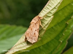 Callopistria exotica