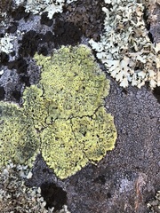 Rhizocarpon saanaense