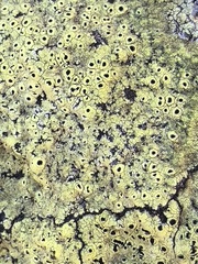 Rhizocarpon saanaense
