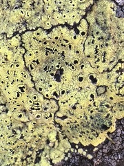 Rhizocarpon saanaense