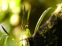 Pleurothallis ensata